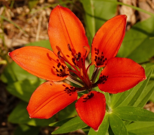 {Lilium philadelphicum}